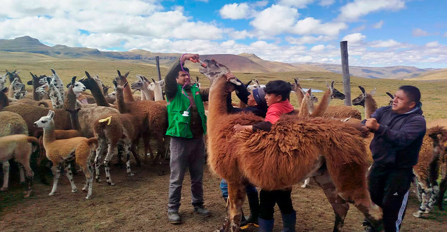 Realizan campaña sanitaria y dosificación de ovinos y camélidos en Tincocancha llamas Junín Perú