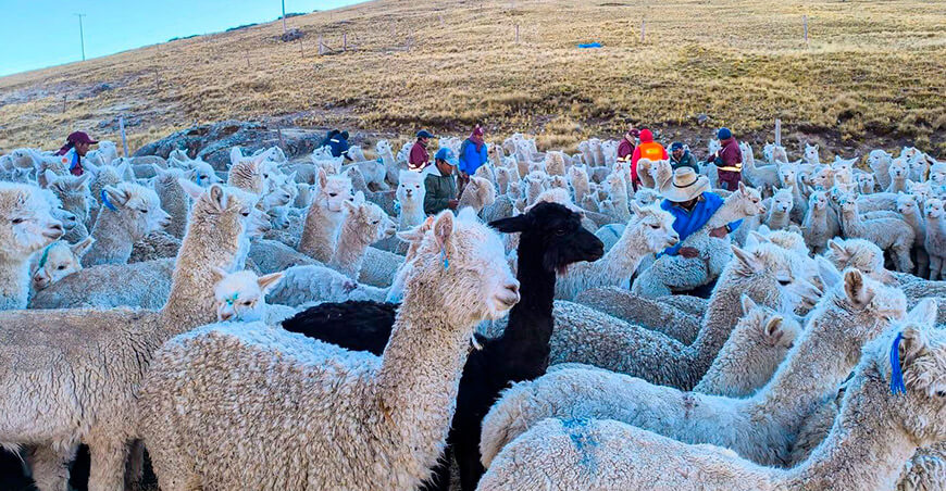 Inician campaña de atención sanitaria para proteger alpacas en Espinar Cusco Perú