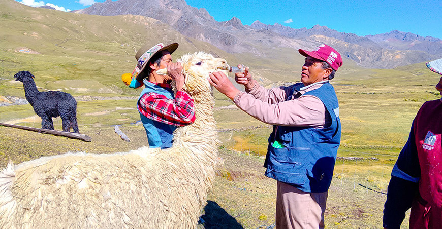 Mejoran sanidad de camélidos sudamericanos en la comunidad campesina de Chillihuani Cusco Perú