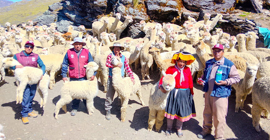 Mejoran sanidad de camélidos sudamericanos en la comunidad campesina de Chillihuani Cusco Perú