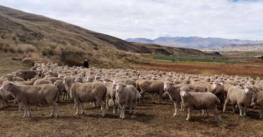 Dosifican 1200 ovinos para mejorar la sanidad pecuaria en Usibamba Junín Perú