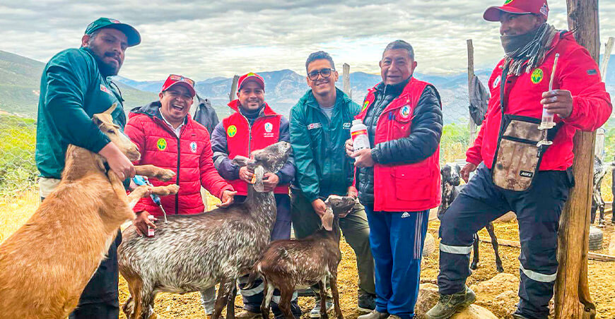 Jornadas de dosificación y asistencia técnica mejoran la sanidad pecuaria en Huanta Ayacucho Perú