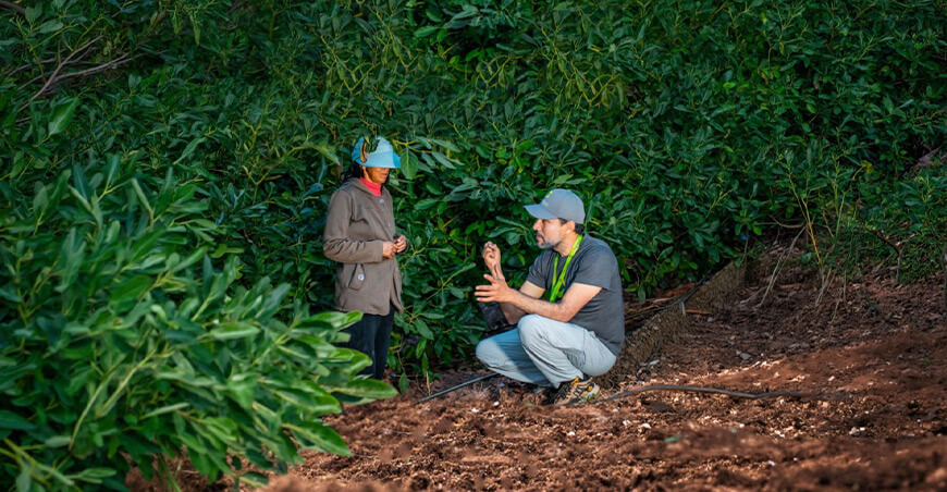 Con drones, satélites e inteligencia artificial: las innovaciones peruanas que están transformando la agricultura