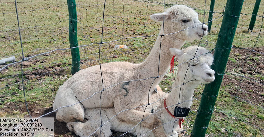 Agro Rural empadre alpacas Arequipa Perú