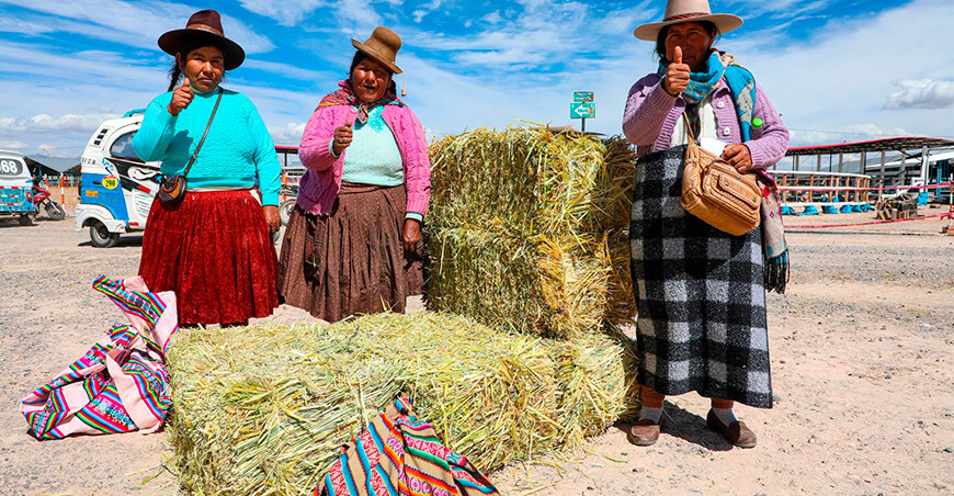 Entregan 1100 pacas de avena para garantizar la alimentación del ganado en Canchis Cusco Perú