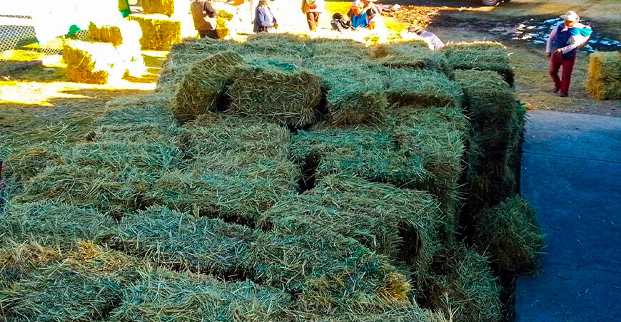 Inician distribución de 26 786 pacas de heno en cinco provincias de Arequipa