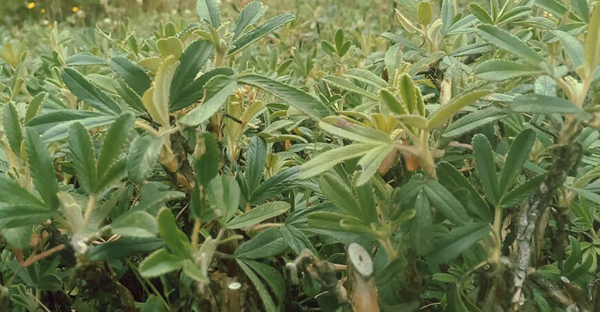 Producción de esquejes de quinual supera las 23 000 unidades en Cajabamba Cajamarca