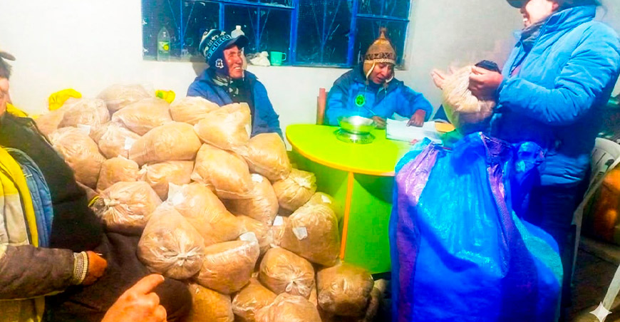 Recolectan 354.7 kilos de fibra de vicuña en el inicio del chaccu Ayacucho Perú