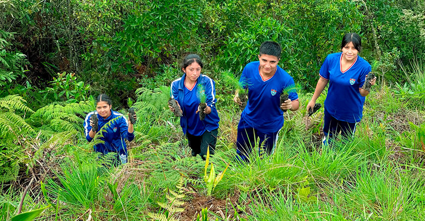 Reforestan el caserío Las Huaquillas con 5000 plantones de pino Cajamarca Perú 