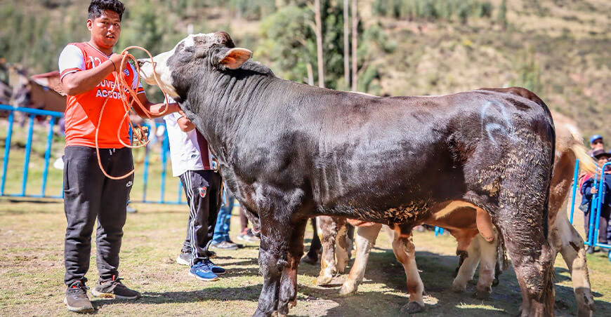 Feria Microcuenca Anilmayo y Feria Comunal Quemporay Quiquijana Cusco Perú