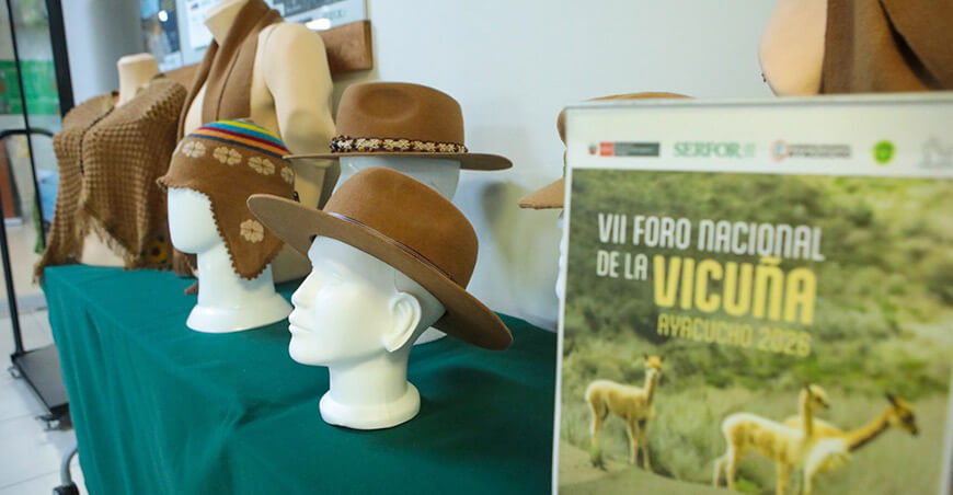 Ayacucho será sede del VII Foro Nacional de la Vicuña Perú