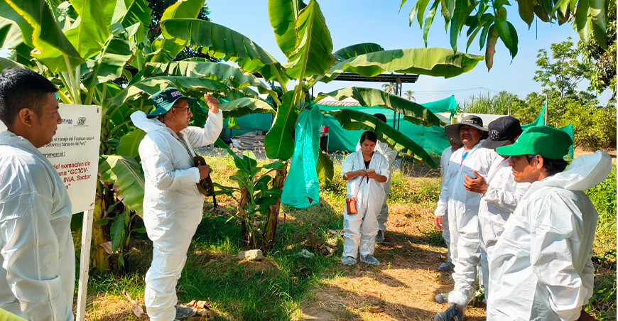 Bananeros conocen innovaciones para enfrentar el Fusarium y elevar la productividad Piura Perú