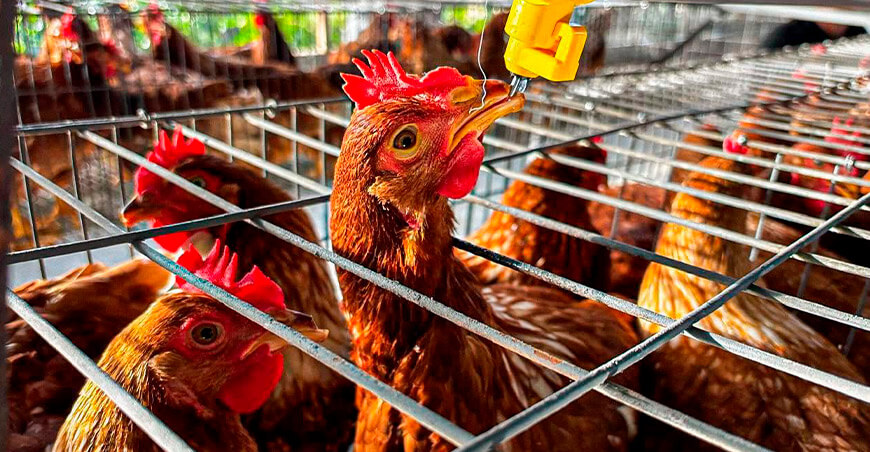 Trasladan mil gallinas de postura para impulsar la producción de huevos en Putumayo Loreto Perú