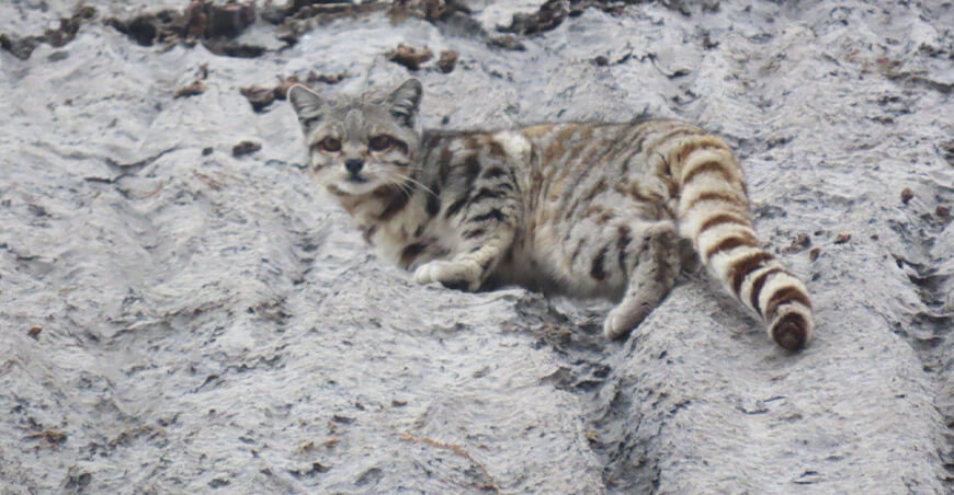 Avistan en el Parque Nacional Huascarán a uno de los felinos más amenazados y raros del planeta gato Andino Áncash Perú