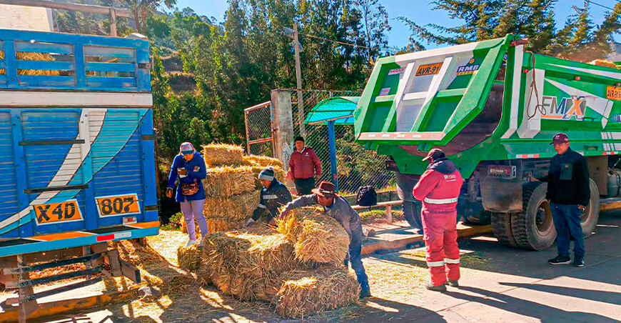 entregó pacas de heno de avena a 100 productores dedicados a la crianza de camélidos sudamericanos y ovinos en la provincia de Paruro Cusco Perú
