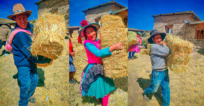 entregó pacas de heno de avena a 100 productores dedicados a la crianza de camélidos sudamericanos y ovinos en la provincia de Paruro Cusco Perú