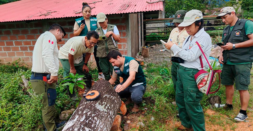 Guardaparques refuerzan acciones para combatir la tala ilegal en áreas naturales protegidas amazónicas Perú