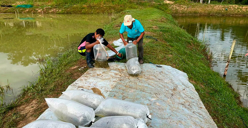 IIAP transfiere 26 000 alevinos de paco a piscicultores de Huepetue e Inambari Madre de Dios Perú