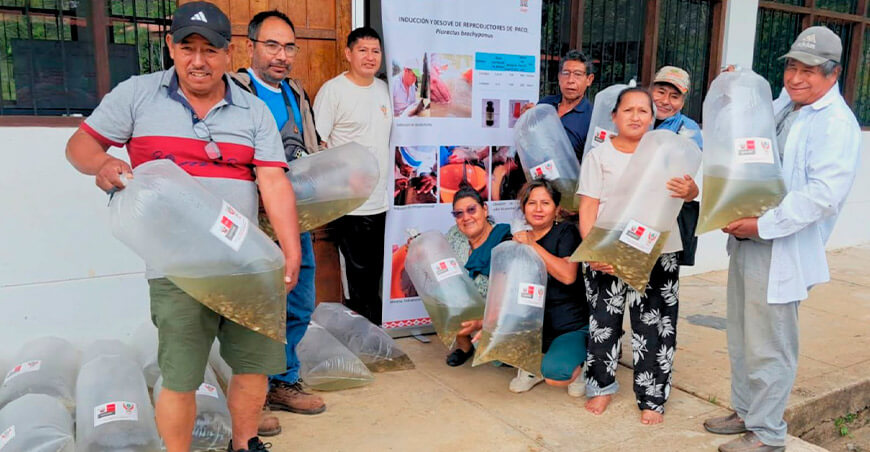 IIAP transfiere 26 000 alevinos de paco a piscicultores de Huepetue e Inambari Madre de Dios Perú