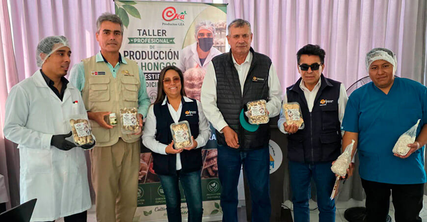 Promueven cultivo de hongos comestibles a partir de pacas de arroz Arequipa Perú 
