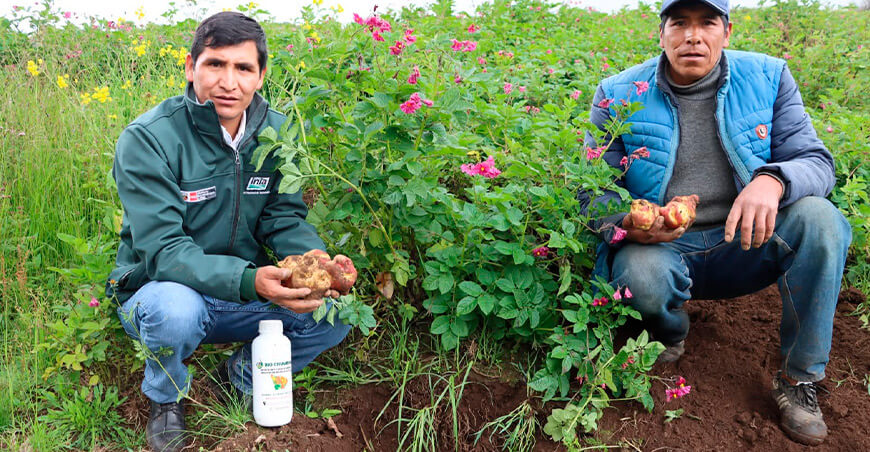INIA libera Bio Chumbinia para mejorar la fertilidad del suelo y el desarrollo de los cultivos