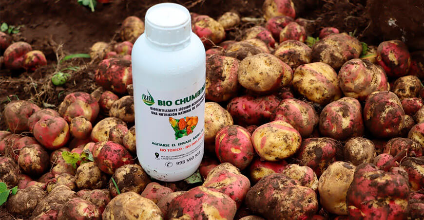 INIA libera Bio Chumbinia para mejorar la fertilidad del suelo y el desarrollo de los cultivos