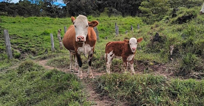 Reportan 3317 vacas preñadas y 1200 terneros nacidos por inseminación artificial Amazonas Perú
