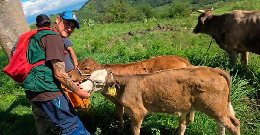 Reportan 3317 vacas preñadas y 1200 terneros nacidos por inseminación artificial Amazonas Perú 