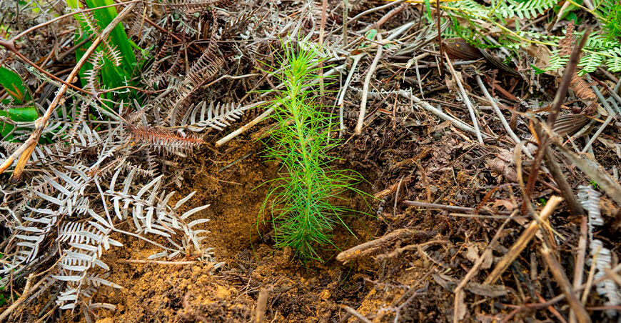 Reforestan el caserío Las Huaquillas con 5000 plantones de pino Cajamarca Perú