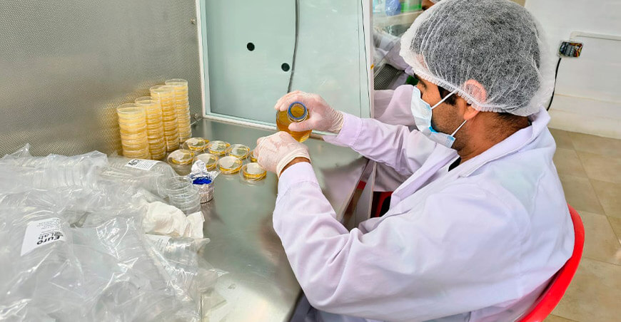 Piura impulsa producción de banano orgánico con módulo de microorganismos benéficos