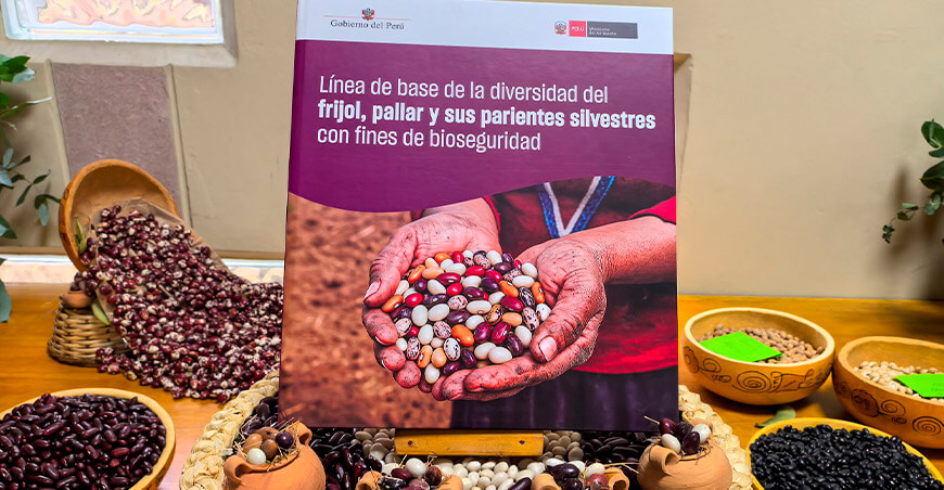 Minam presenta investigación que identifica siete especies de frijol en el Perú
