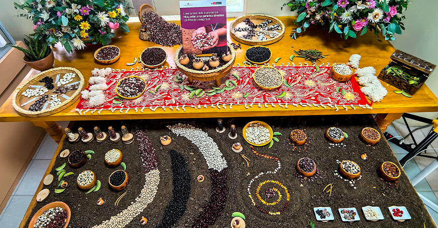 Minam presenta investigación que identifica siete especies de frijol en el Perú