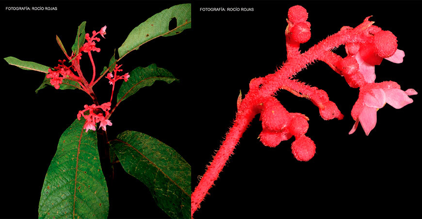 Descubren nueva especie de planta endémica Saurauia vanderwerffii en el Bosque de Protección Pui Pui Junín Perú