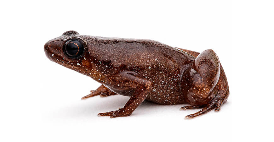 IIAP identifica posibles nuevas especies para la ciencia en la Reserva Comunal Yanesha