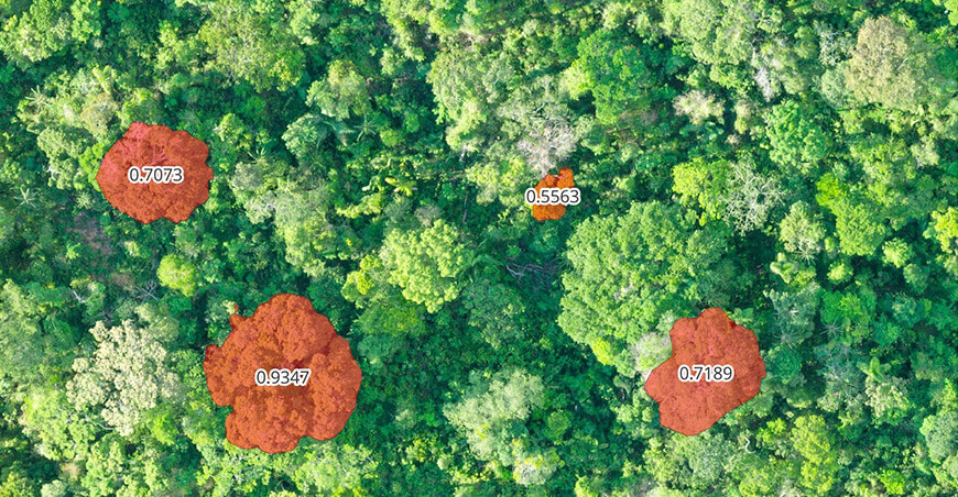 Arbor la inteligencia artificial que ayudará a proteger al shihuahuaco en la Amazonía peruana Osinfor Perú