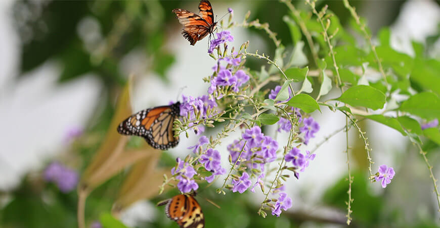 Junín se consolida como destino para conocer y proteger la fauna silvestre del Perú Osinfor