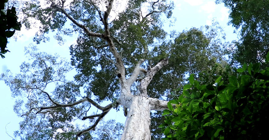 Arbor la inteligencia artificial que ayudará a proteger al shihuahuaco en la Amazonía peruana Osinfor Perú