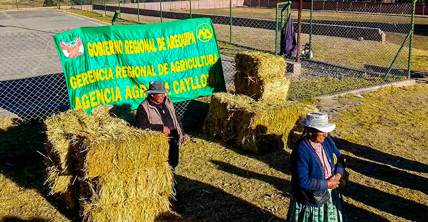 Inician distribución de 26 786 pacas de heno en cinco provincias de Arequipa