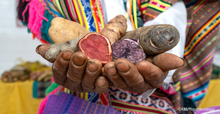 Agrobiodiversidad papas nativas FAO Perú