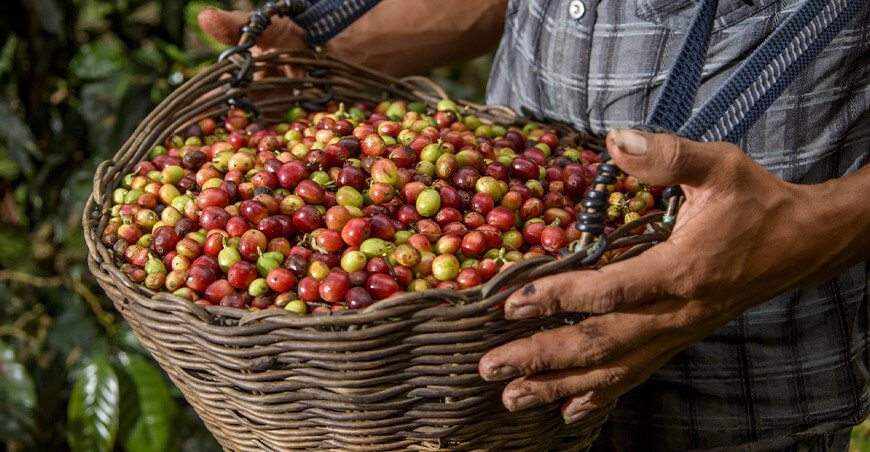 Perú cosecha café peruano