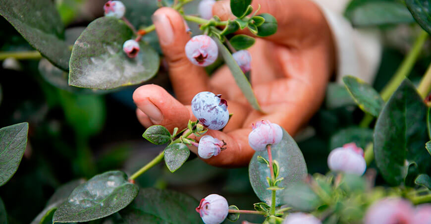 Perú cultivo de arándano peruano