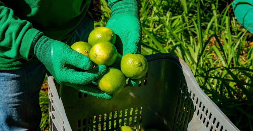 Perú exportación de limón peruano