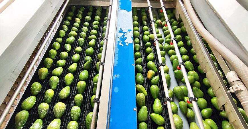 Perú exportación palta peruana