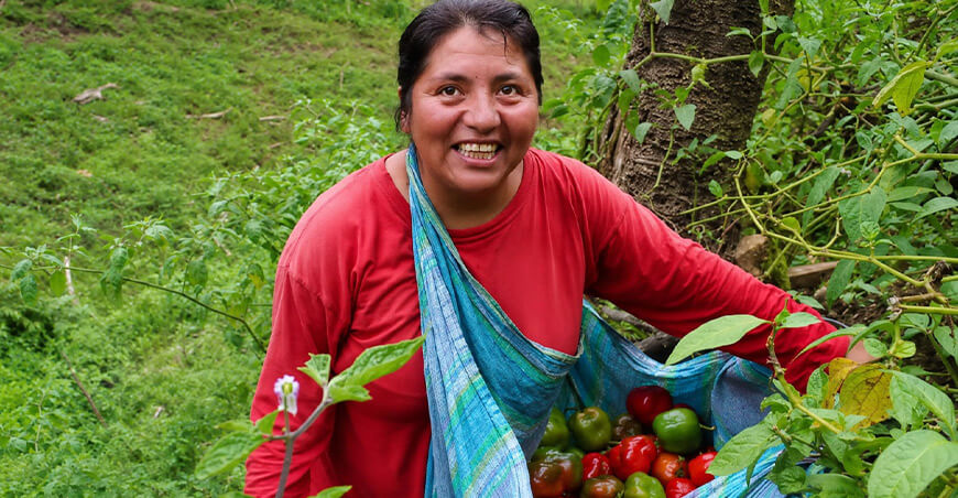 Rocoto de Huancavelica se posiciona en mercados de Estados Unidos y Europa