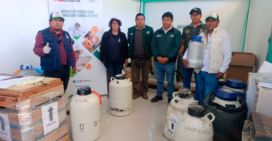 INIA transfiere pajillas de semen de vacuno para mejorar la calidad ganadera de Apurímac Perú