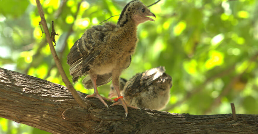 Centros de cría contribuyen a la conservación y reproducción de fauna silvestre Perú Osinfor