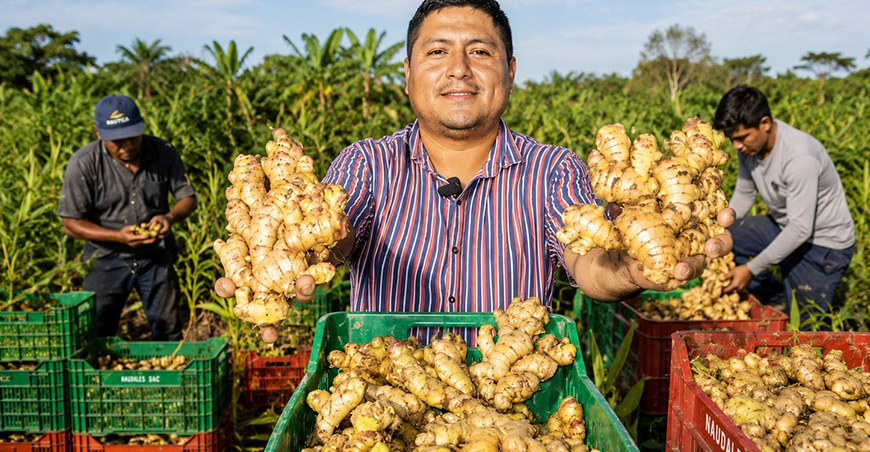 Perú exportación jengibre peruano