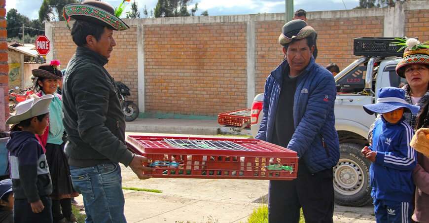 cuyes reproductores para impulsar la crianza tecnificada en Chuschi Apurímac Perú PESCS