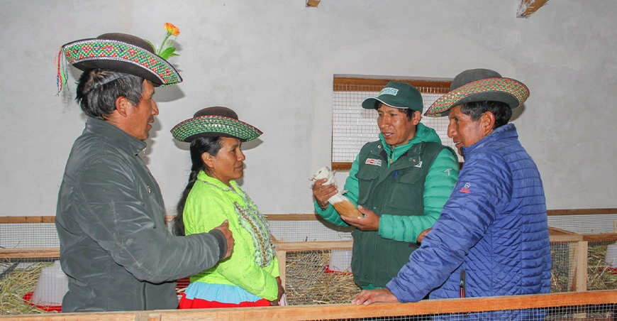 cuyes reproductores para impulsar la crianza tecnificada en Chuschi Apurímac Perú PESCS