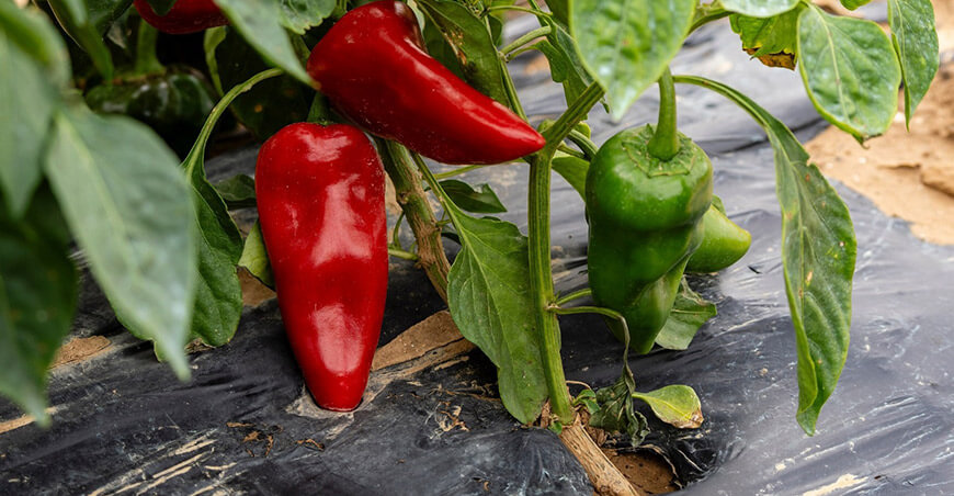 Perú pimiento piquillo peruano
